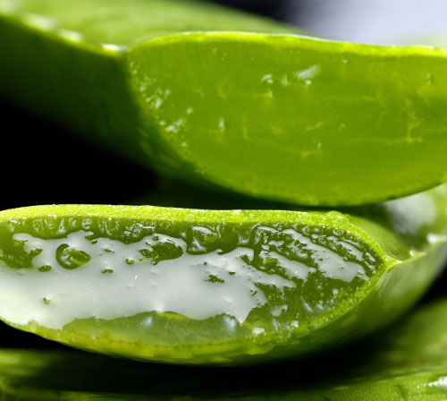 アロエベラ