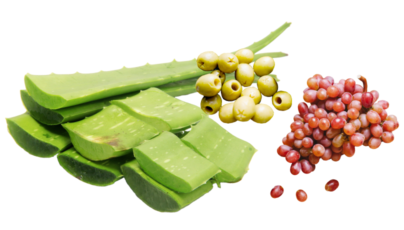 アロエ・オリーブ・ブドウ